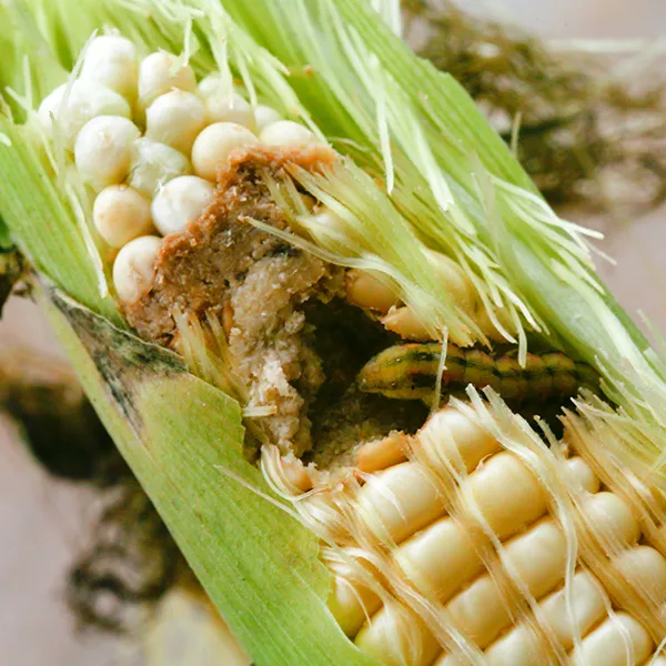Searles Control Corn Earworm Treatment